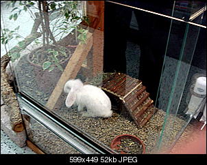 Best of M.L.J.S Kaninchenstories-dsc04689.jpg