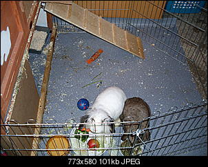 Best of M.L.J.S Kaninchenstories-sdc10547.jpg