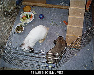 Best of M.L.J.S Kaninchenstories-sdc10549.jpg