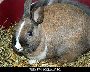 Best of M.L.J.S Kaninchenstories-peanut.jpg
