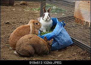 Die Regenbogenbr�cke-img_3335a.jpg