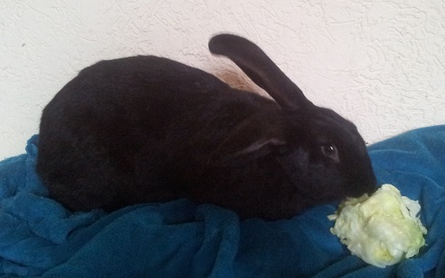 Name:  Blacky2.jpg
Hits: 336
Gr��e:  64,0 KB