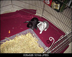 Best of M.L.J.S Kaninchenstories-leo-leonie.jpg