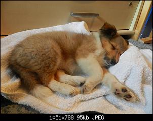 Der Hunde Thread-image.jpg