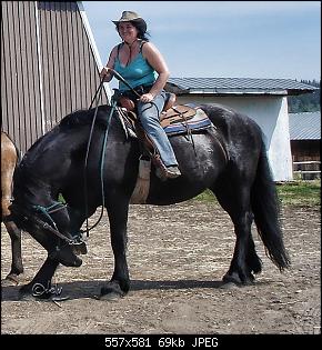 Pferde und Reiter-Thread-blacky1.jpg