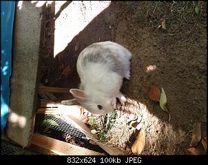 Name f�r Kaninchendame-2013-10-02-16.51.29.jpg