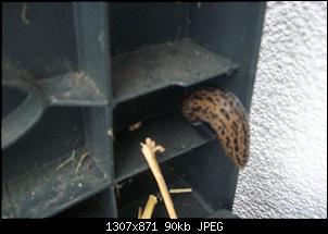Nacktschnecken- und Spinnenthread-104_0148.jpg