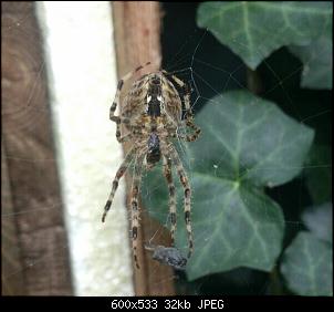 Nacktschnecken- und Spinnenthread-img-20130926-wa0008-1.jpg