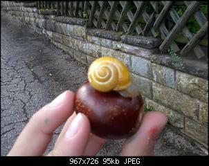 Nacktschnecken- und Spinnenthread-2013-09-26-17.22.18.jpg