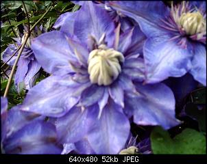 Nacktschnecken- und Spinnenthread-k-clematis.1.jpg