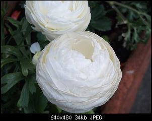 Nacktschnecken- und Spinnenthread-k-dscf2210.jpg