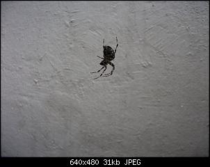 Nacktschnecken- und Spinnenthread-k-dscf2734.jpg