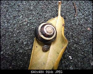 Nacktschnecken- und Spinnenthread-k-dscf2739.jpg