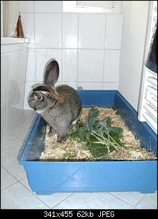 verliebt in deutsche Riesen-bild2544kl.jpg