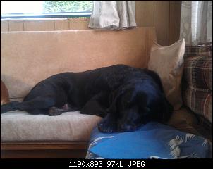 zeigt her eure hunde!:)-img_20130715_211404.jpg