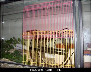 Hamsteranschaffung-gitter-013-small-.jpg
