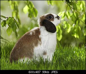 Fotografie-Thread-025387_kaninchen.jpg