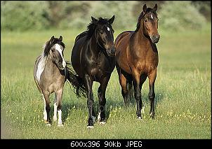 Fotografie-Thread-og11-235_pferde-pony.jpg