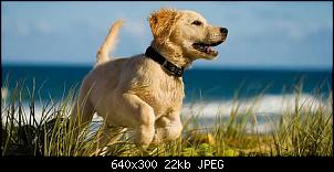 Fotografie-Thread-teaser_landing_page_urlaub_mit_hund.jpg