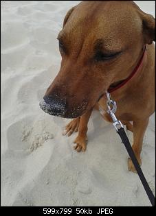 Der Hunde Thread-1.jpg