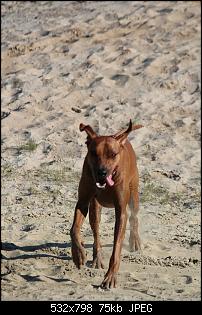 Der Hunde Thread-img_2305.jpg