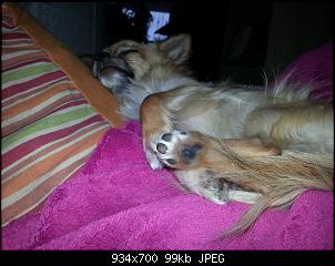 Der Hunde Thread-0115.jpg