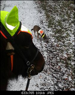 Der Hunde Thread-0101.jpg