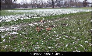 Der Hunde Thread-0042.jpg