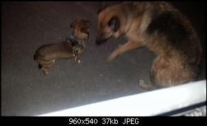 Der Hunde Thread-0079.jpg