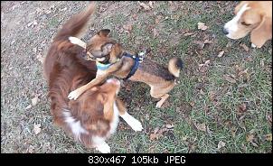 Der Hunde Thread-0086.jpg