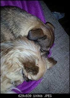 Der Hunde Thread-0148.jpg
