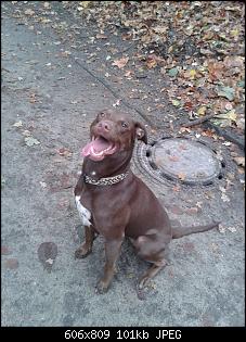 Der Hunde Thread-20131208_104847.jpg
