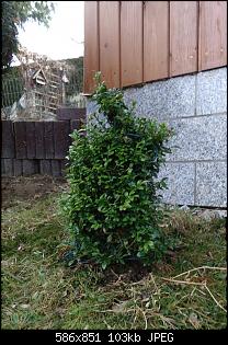 Der Garten- und Anbauthread-buchs2.jpg