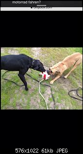 Der Hunde Thread-anhang-4-1-.jpg