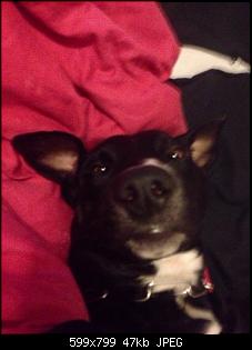 Der Hunde Thread-anhang-5-1-.jpg