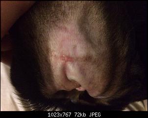 Der Hunde Thread-anhang-2-1-.jpg