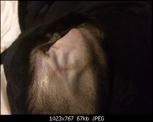 Der Hunde Thread-anhang-1-1-.jpg