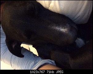 Der Hunde Thread-anhang-3-1-.jpg