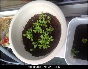 Der Garten- und Anbauthread-image.jpg
