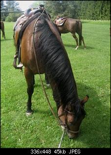 Pferde und Reiter-Thread-img_6767.jpg