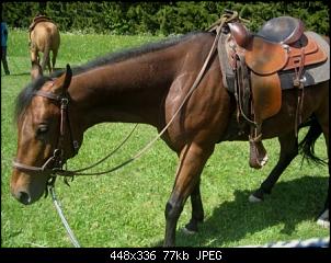 Pferde und Reiter-Thread-img_6768.jpg