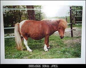 Pferde und Reiter-Thread-dscf2317.jpg