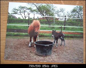 Pferde und Reiter-Thread-dscf6926.jpg