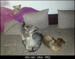 Der Hunde Thread-10437263_10202114730814102_394197500_n.jpg