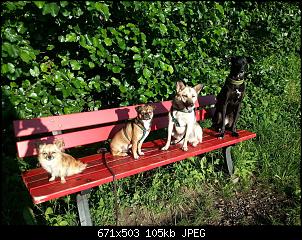 Der Hunde Thread-10512014_10202135618776288_2105895612_o.jpg