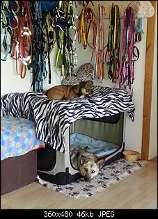 Der Hunde Thread-10518864_10202120878607793_1902291069_n.jpg