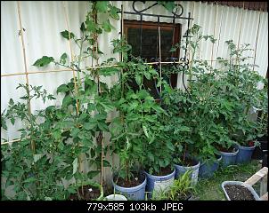 Der Garten- und Anbauthread-tomate.jpg