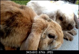 S��e Kaninchen Namen gesucht-bild082.jpg