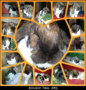 Die Regenbogenbr�cke-20140714_142459-kdcollage-516125909.jpg