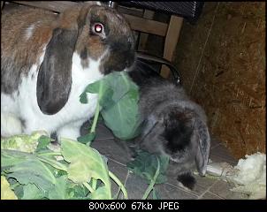 Die Regenbogenbr�cke-20140325_1800121495007188.jpg